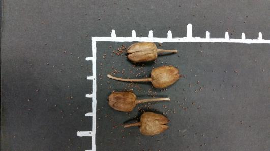 POD